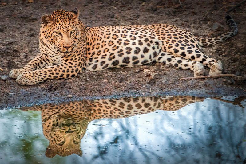 Leopardo à beira d'água