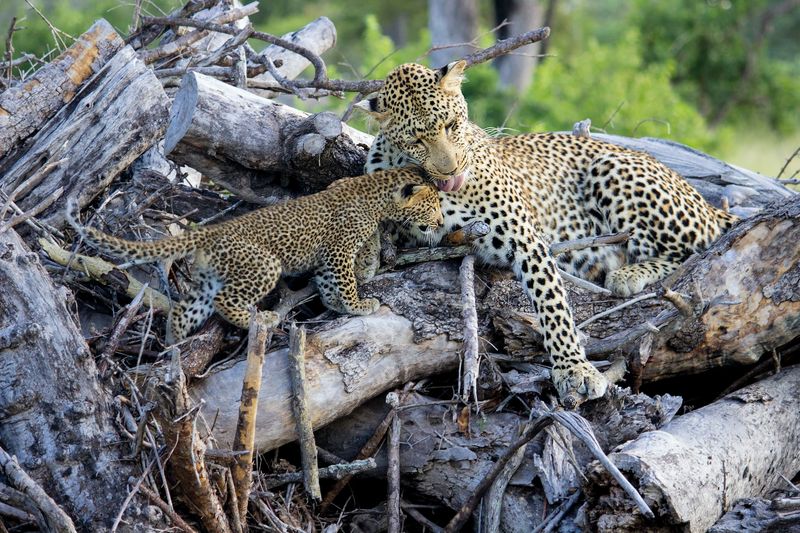 Die Reservate im Krüger Nationalpark bieten Ihnen exklusive Tiersichtungen abseits der Massen - Leopardin mit Nachwuchs im Sabi Sand Reservat