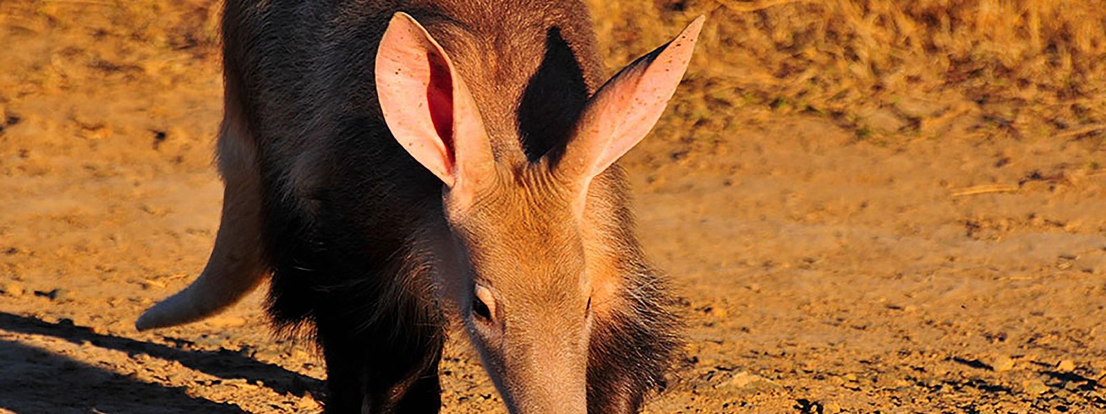 Counting Aardvarks in Kwandwe