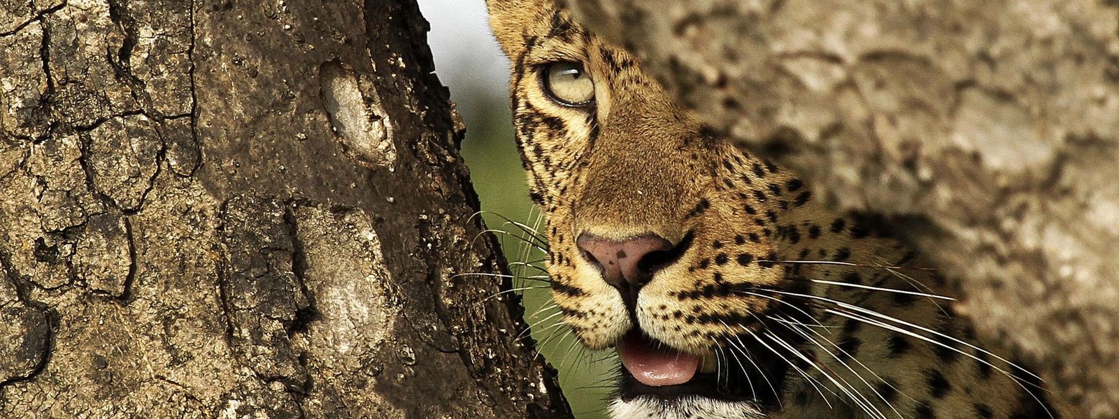 Redescubre la naturaleza con Londolozi Varty Camp