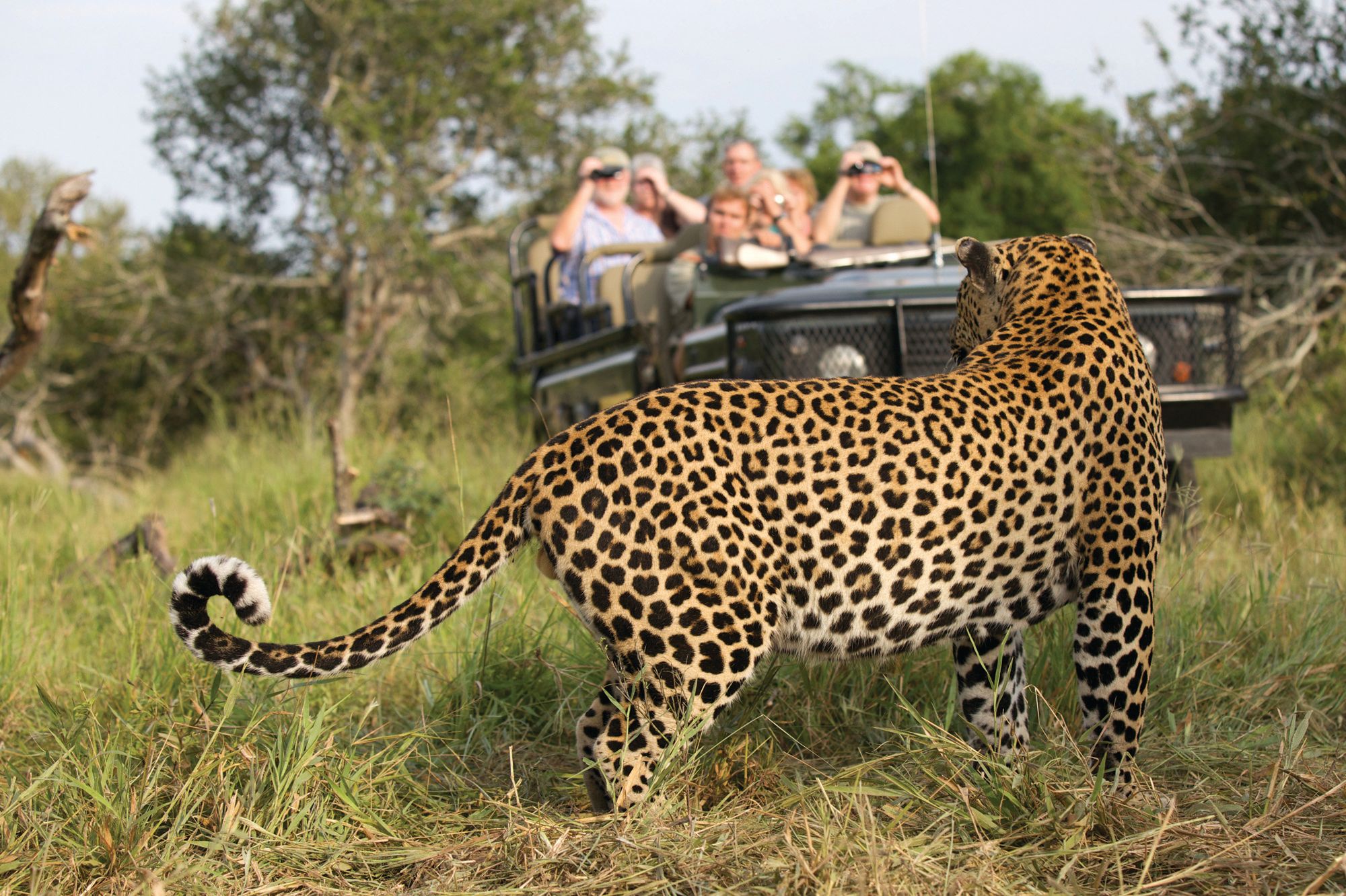 Onde ver os "Big Five" em ação na África?