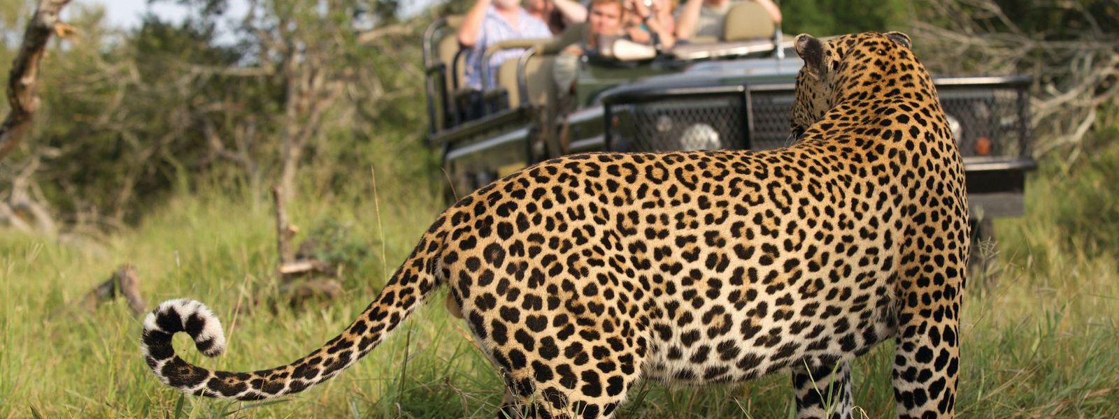 Onde ver os "Big Five" em ação na África?
