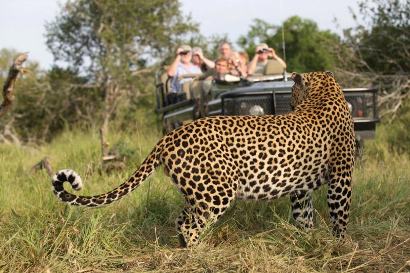 Leopard sightings at Mala Mala Game Reserve