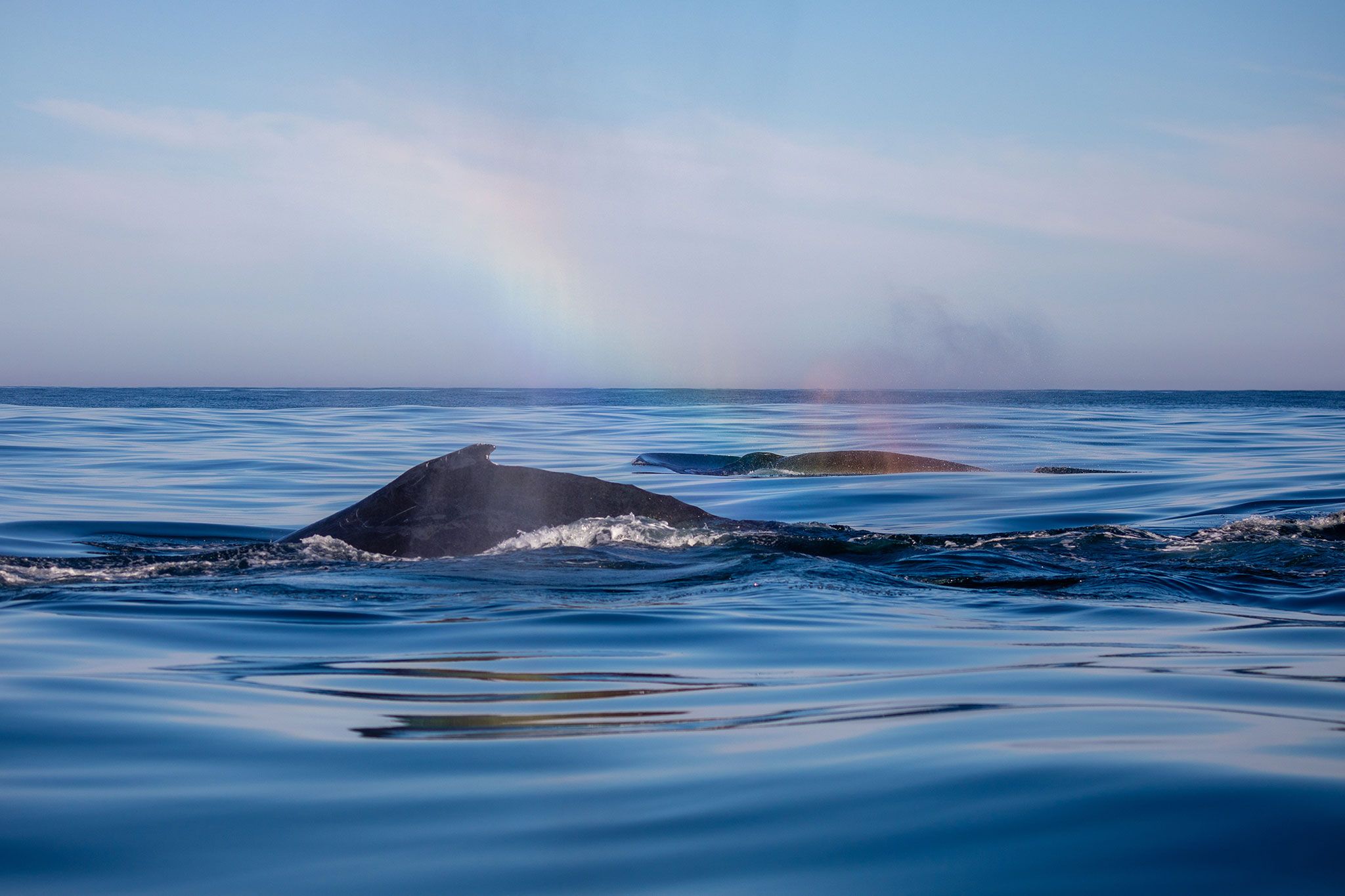 Whale Watching in Pictures