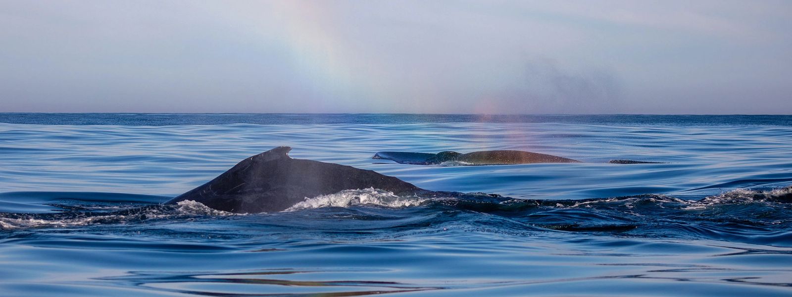 Whale Watching in Pictures