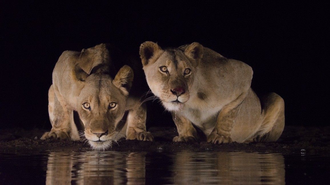 Safari au Parc National Kruger : que dois-je savoir ?