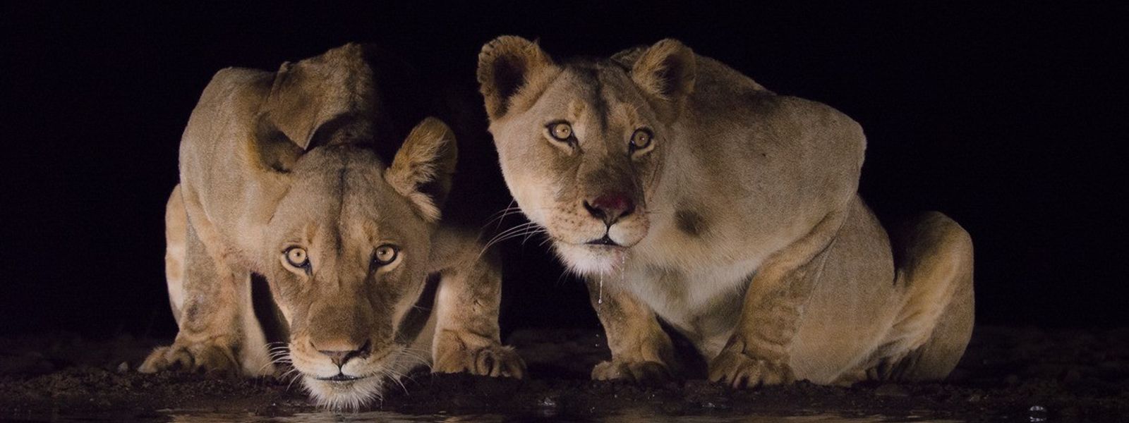 Safari au Parc National Kruger : que dois-je savoir ?