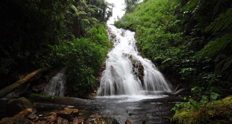 Ein Bach plätschert durch einen dichtbewachsenen Regenwald