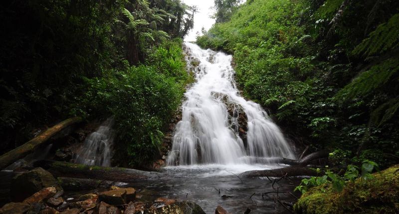 Ein Bach plätschert durch einen dichtbewachsenen Regenwald