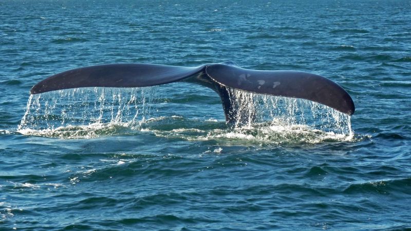 tail of a southern right whale