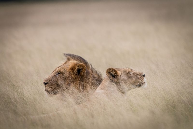 África en imágenes: una pareja de leones fundiéndose con la sabana