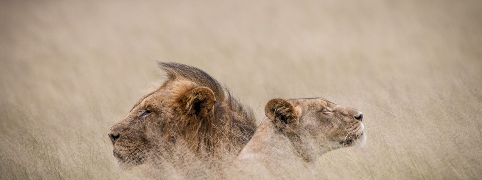 10 Best Africa Wildlife Documentaries