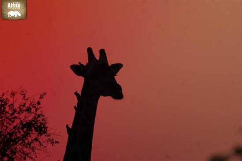 Tickbirds enjoying the added height of a giraffe