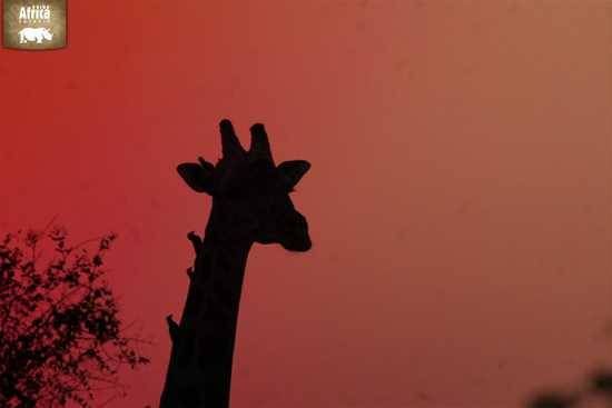 Tickbirds enjoying the added height of a giraffe