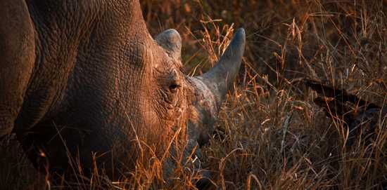 A rhino at Lion Sands