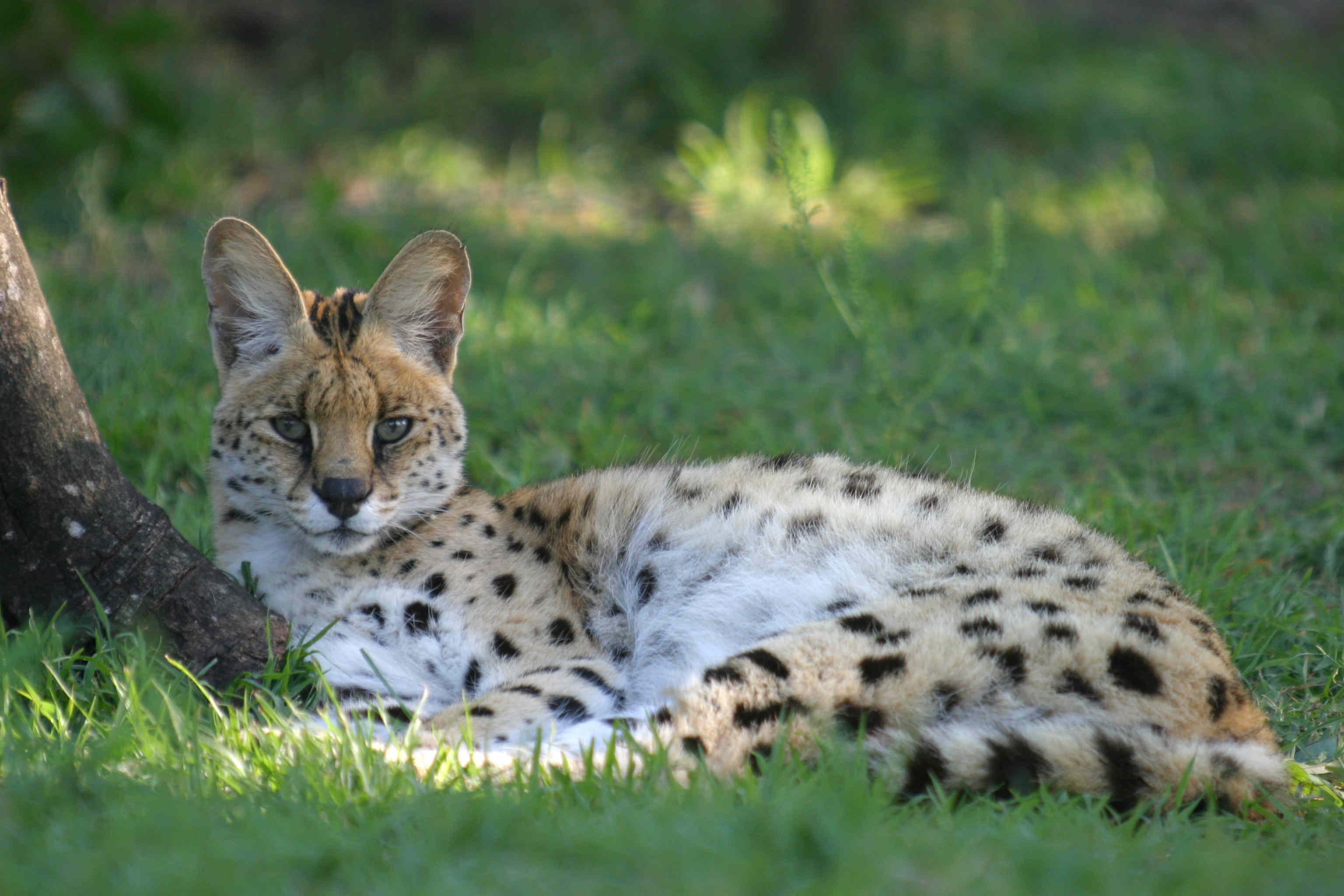 6 Rare Animals You Will Be Lucky To See On Safari