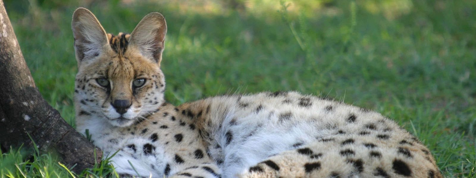 6 Rare Animals You Will Be Lucky To See On Safari