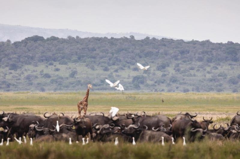 A lone girrafe walks among a buffalo herd in Akagera National Park in Rwanda, one of the best East Africa safari destinations. 