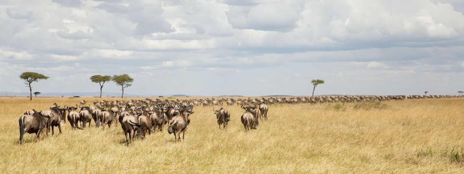 36 Things You Should Know About the Great Wildebeest Migration