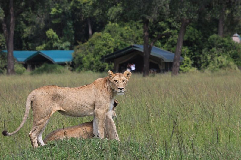 Leoas em caçada no Quênia
