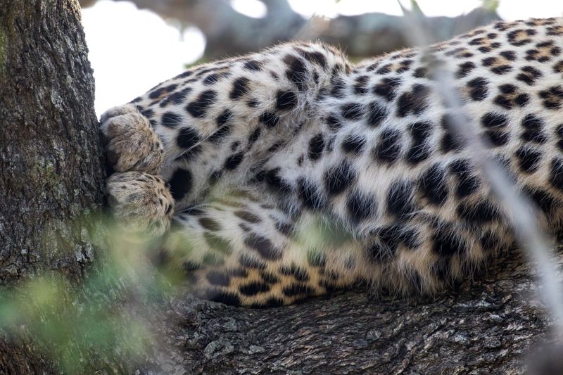 Détail du pelage du léopard en Afrique du Sud, Sabi Sand.
