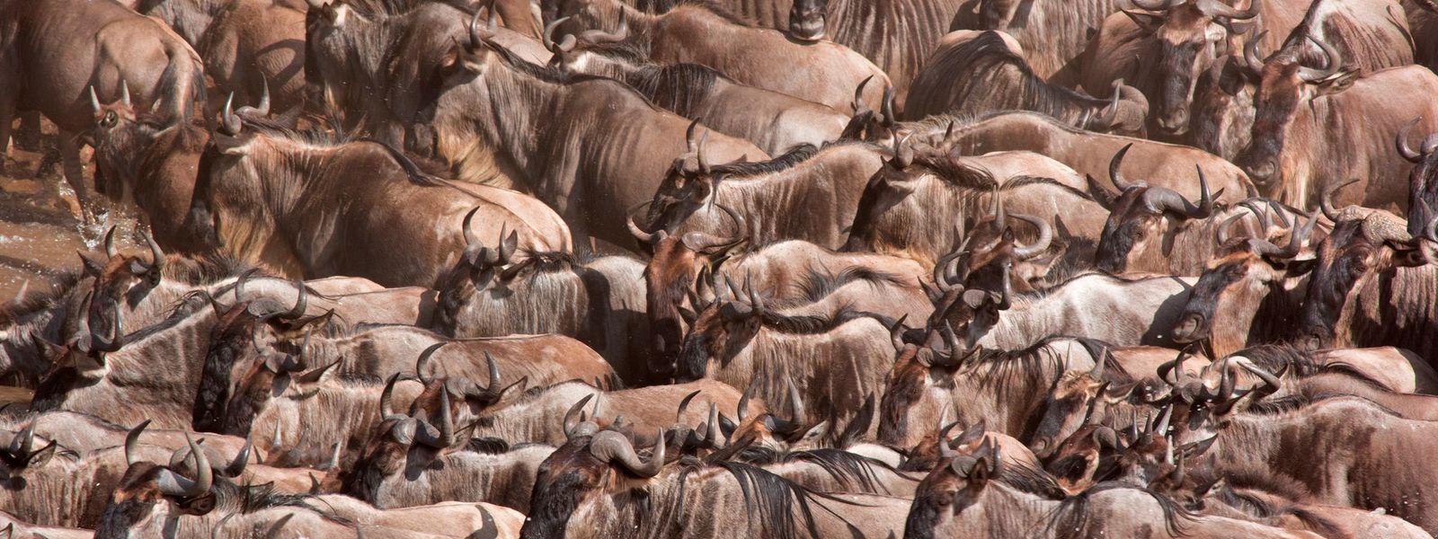 Die Große Tierwanderung in 4 Minuten