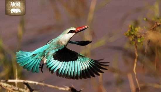 A Woodland Kingfisher mid-flight in Londolozi