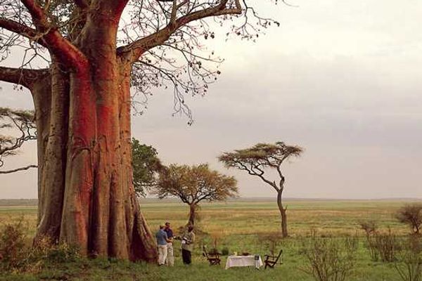 Yellow Fever Vaccinations now required for travel to Zambia