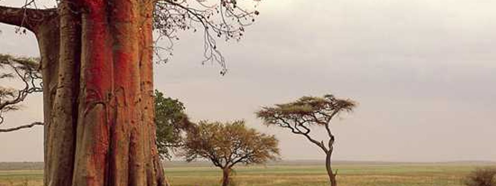 Yellow Fever Vaccinations now required for travel to Zambia