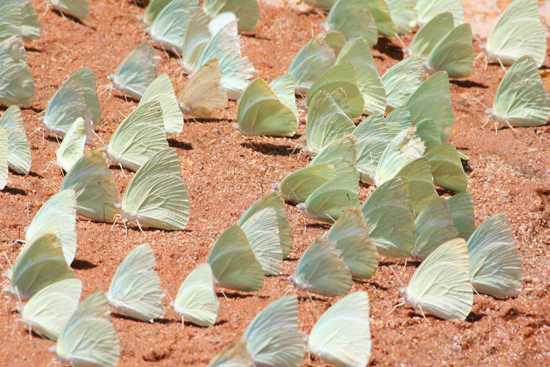 Explore Tswalu Kalahari - SA's Largest Private Game Reserve