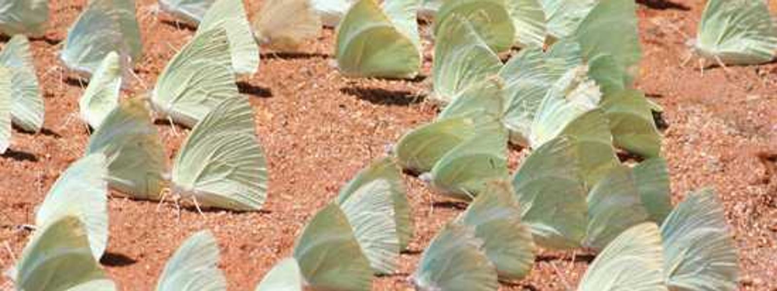 Explore Tswalu Kalahari - SA's Largest Private Game Reserve