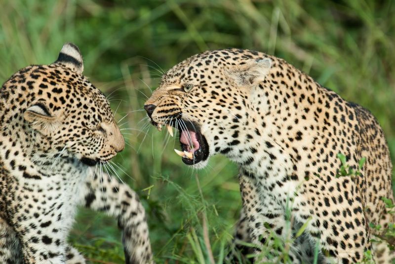 Deux léopards se font face dans les hautes herbes ; l'un d'eux montre les dents et grogne.