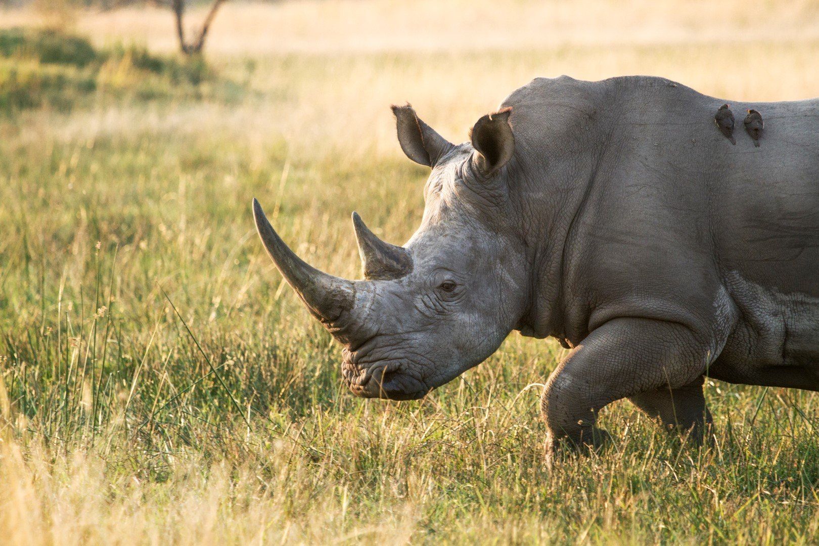 Der ultimative Reiseführer: Botswana
