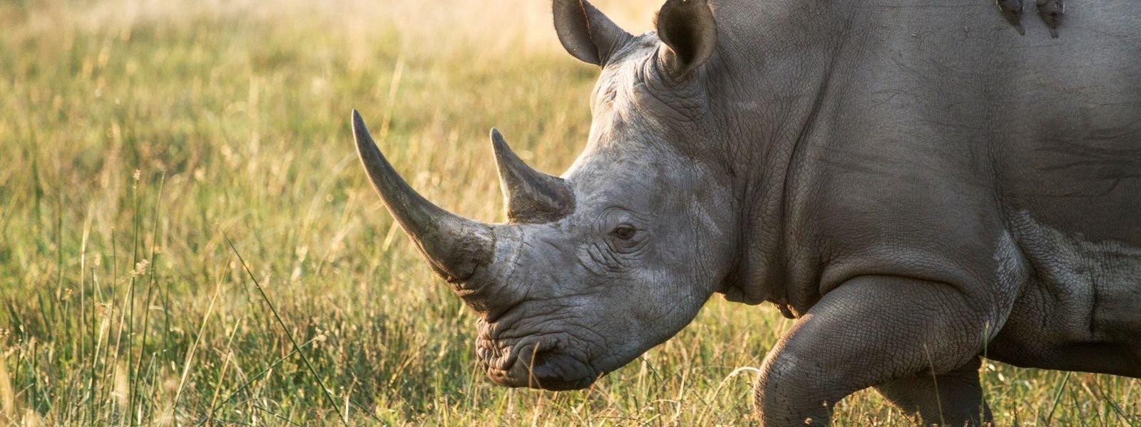 Der ultimative Reiseführer: Botswana