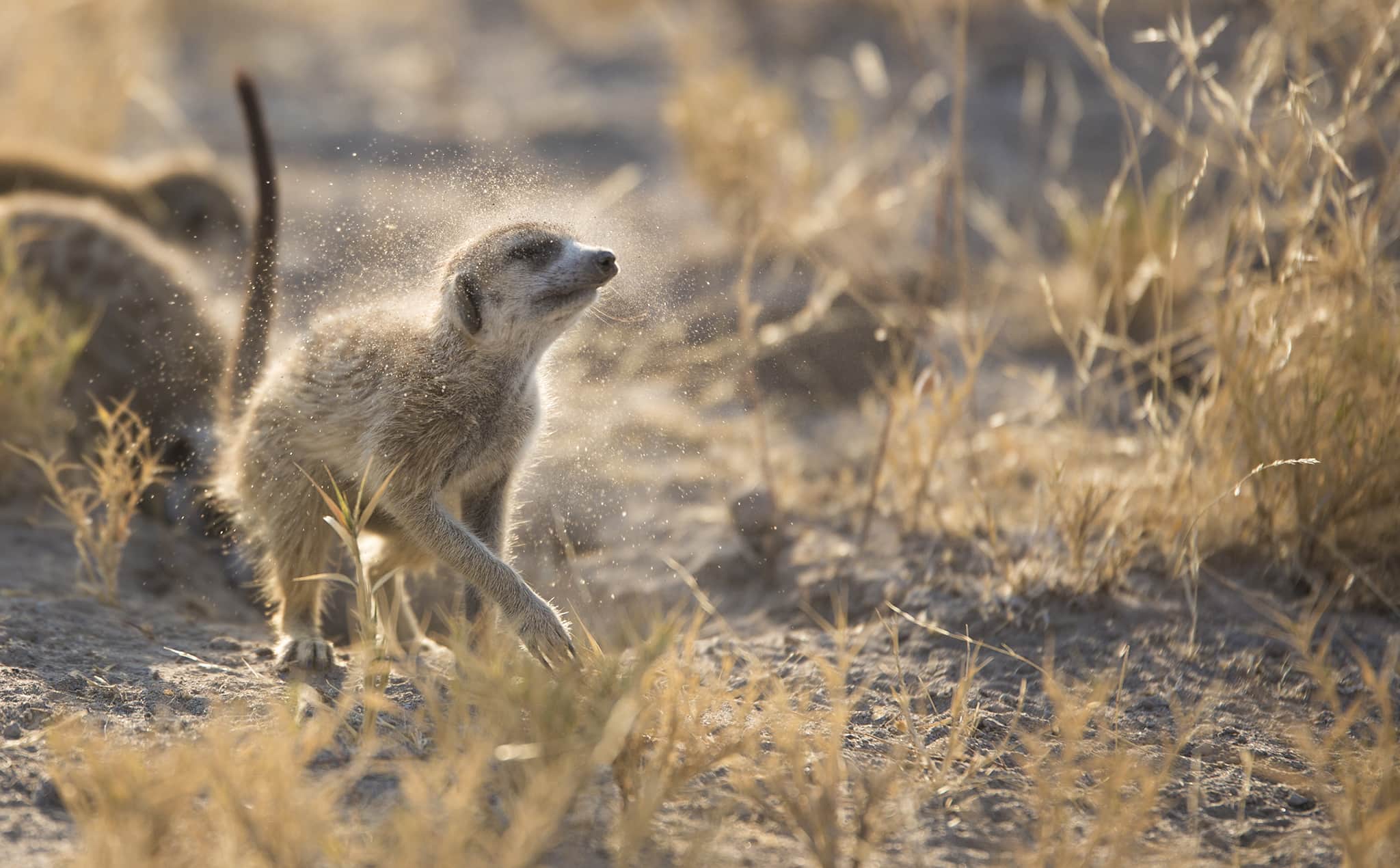 Walking with Meerkats: An Intimate Wildlife Experience