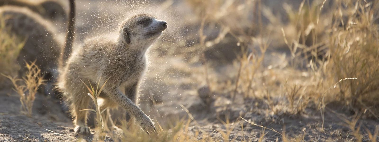 Walking with Meerkats: An Intimate Wildlife Experience