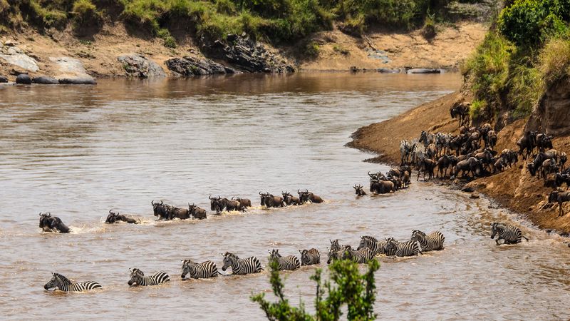 Zebra and wildebeest crossing a river
