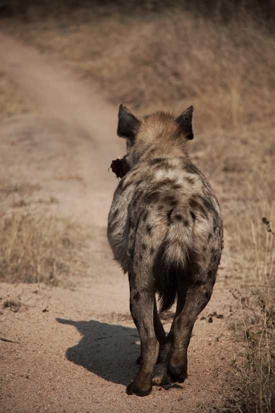 Hyena running away with food