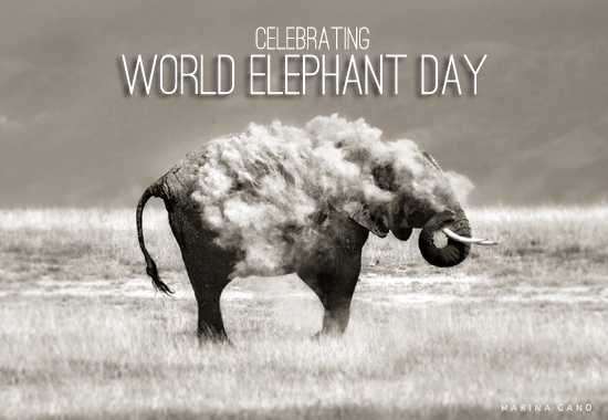World Elephant Day with Photographer Marina Cano
