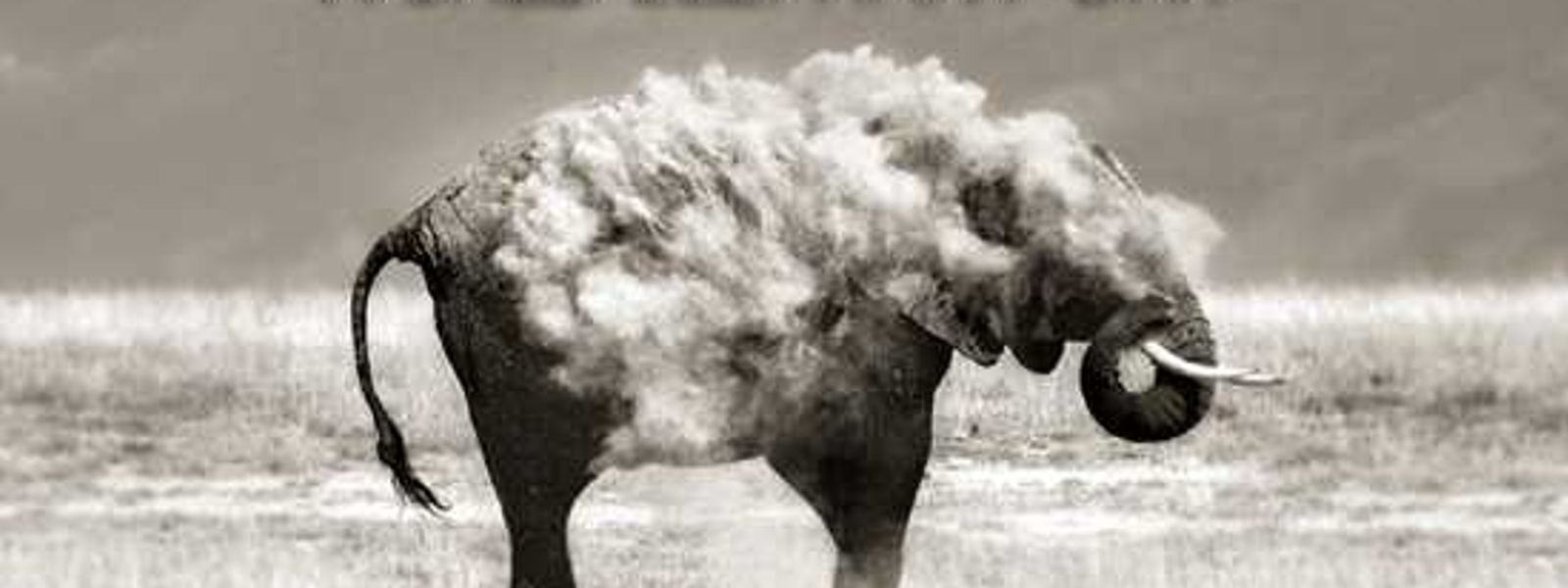World Elephant Day with Photographer Marina Cano