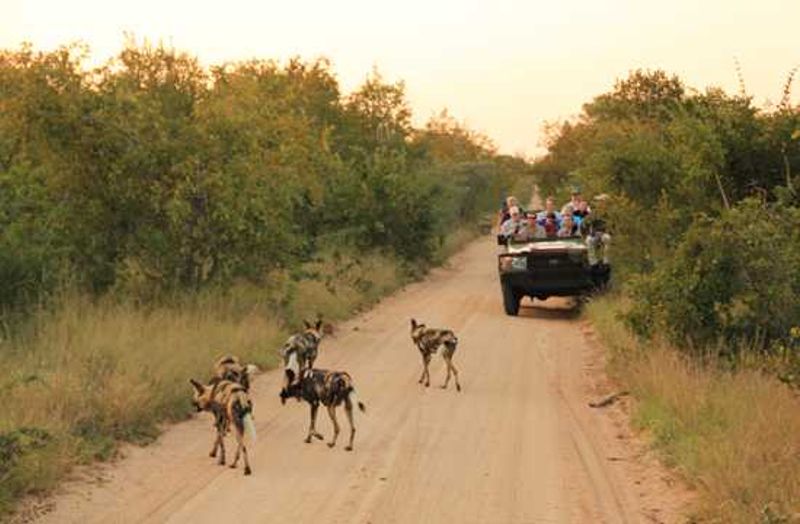 Wild Dog
