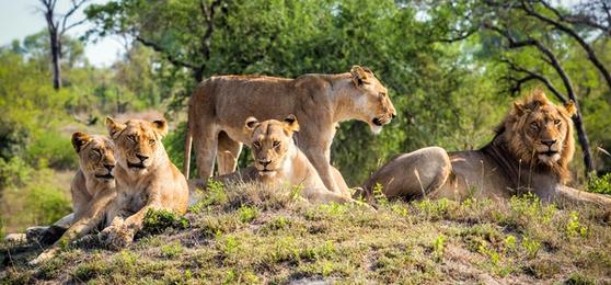 Concessions Privées ou Parcs Nationaux : Pourquoi l'Exclusivité est le Luxe