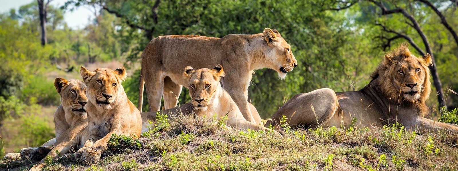 Private Game Reserves: Why We Choose Them Every Time