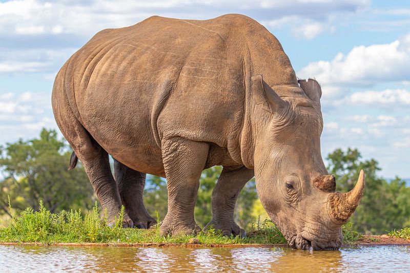 White rhino drinking at a waterhole in the Welgevonden Game Reserve, South Africa