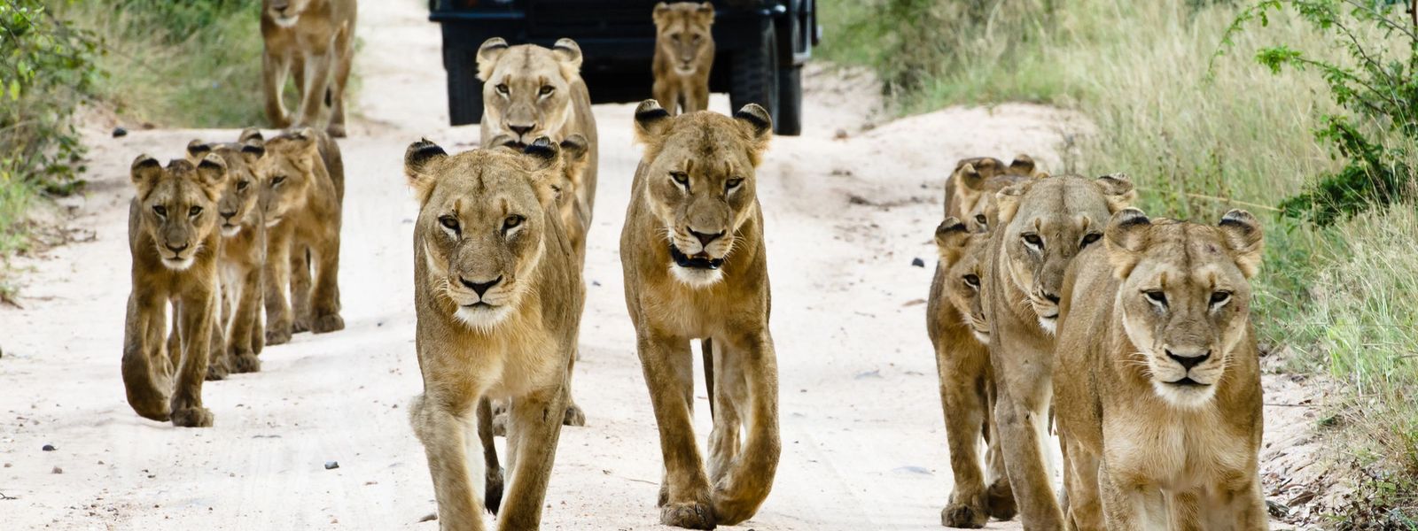 Greater Kruger Area für die ganze Familie