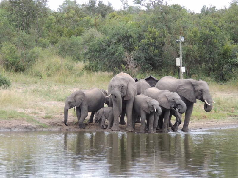 A herd of elephants at the waterhole