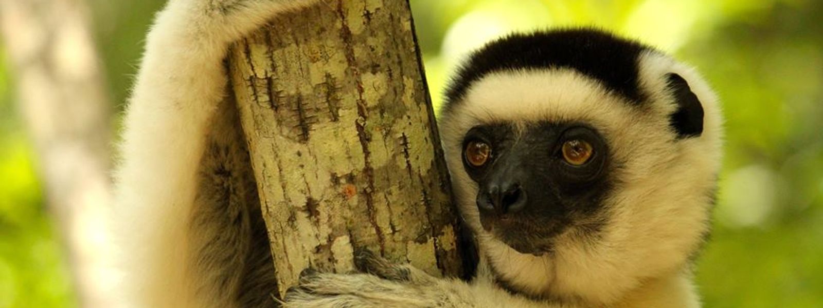 Madagascar: Unspoiled, Unexplored & Unlike Anywhere You've Been
