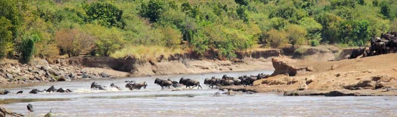 The big star of the Great Migration... the river crossing