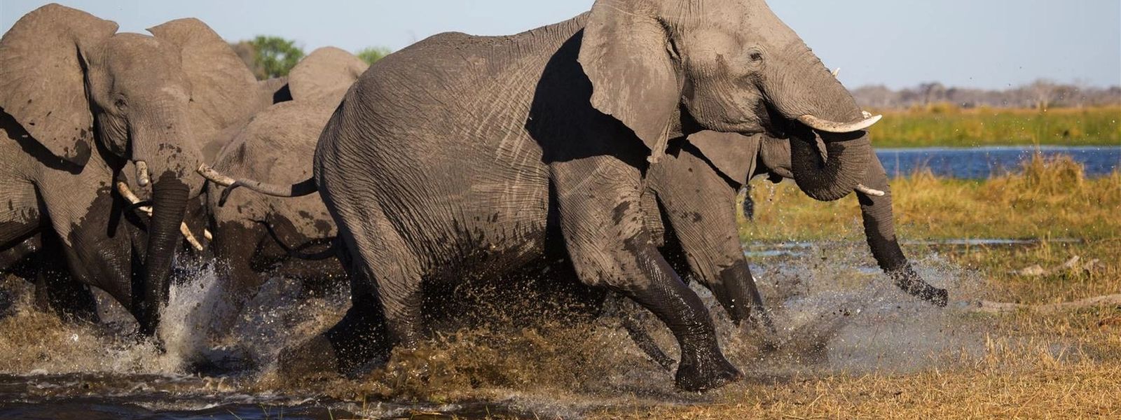 Parque Nacional del Chobe: bienvenido a la tierra de los gigantes