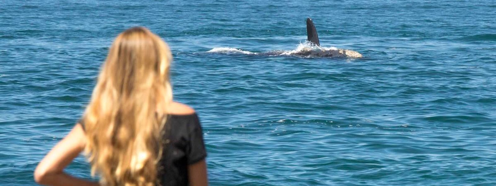 Why I Bring Binoculars to Breakfast: Whale Watching in Hermanus